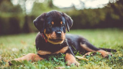Rottweiler Breed Guide