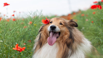 Rough Collie Breed Guide