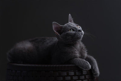 Russian Blue Cat Breed Guide