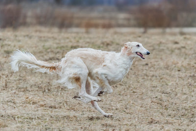 Joint Care For Dogs: From Puppy to Senior