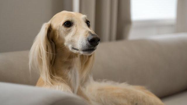 Saluki