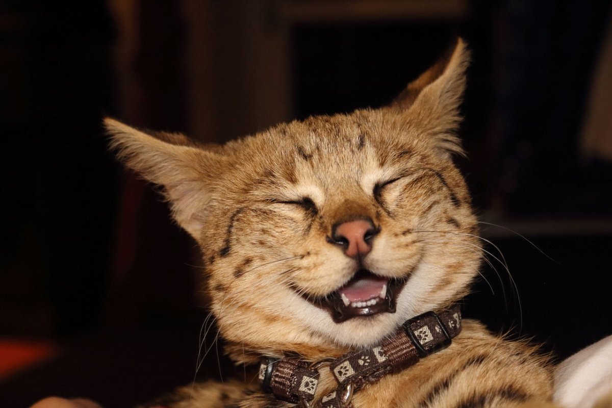 Smiling savannah cat