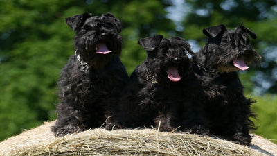 Schnauzer Breed Guide