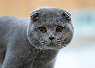 Scottish Fold Cat Breed Guide