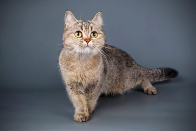 Scottish Straight Cat Breed Guide