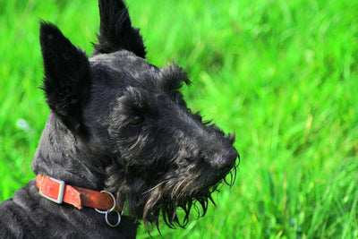 Scottish Terrier Breed Guide