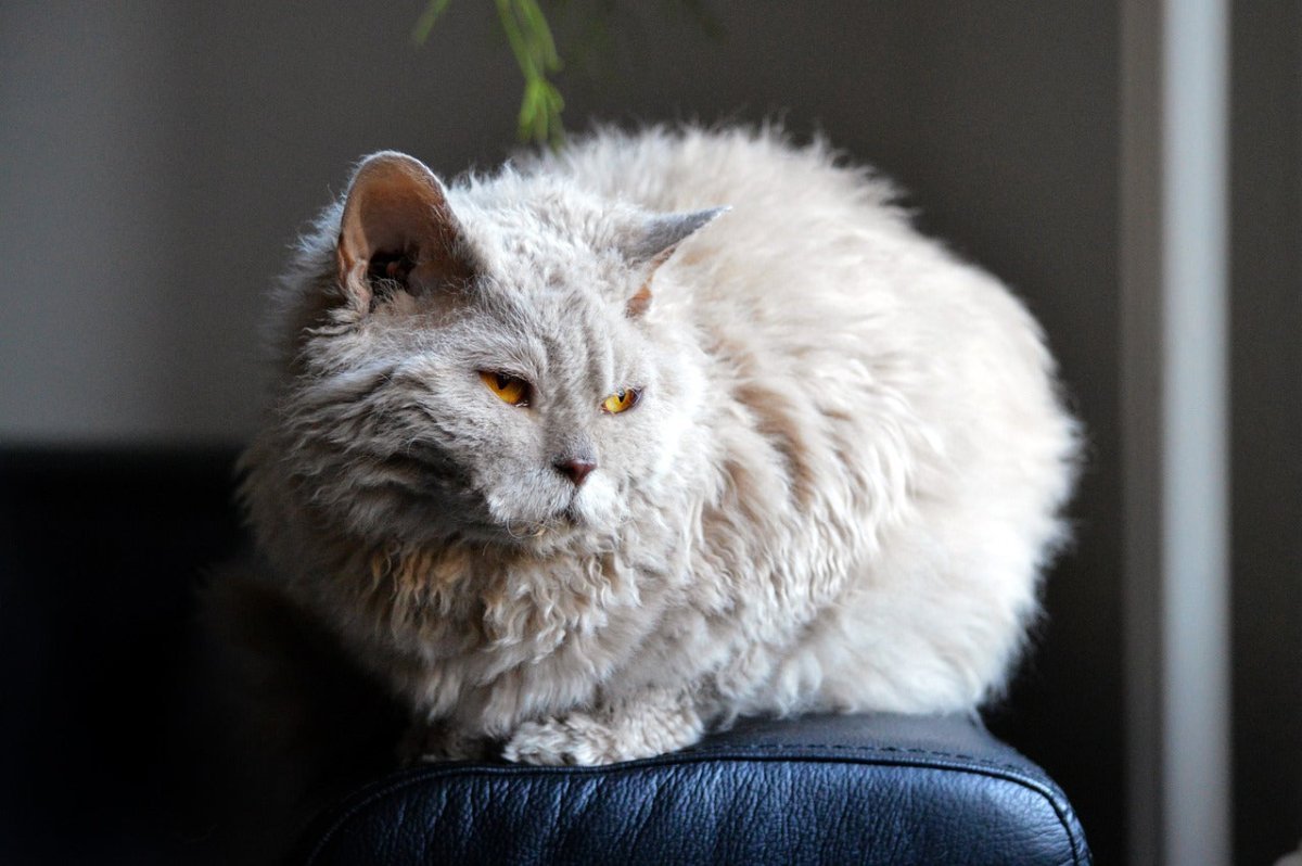 Selkirk rex cat 