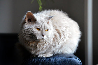 Selkirk Rex Cat Breed Guide