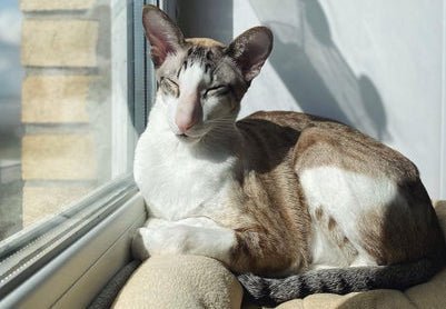 Seychellois cat sleeping in the sunshine
