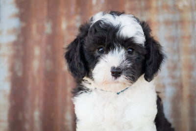 Sheepadoodle Breed Guide
