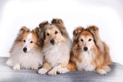 Shetland Sheepdog Breed Guide