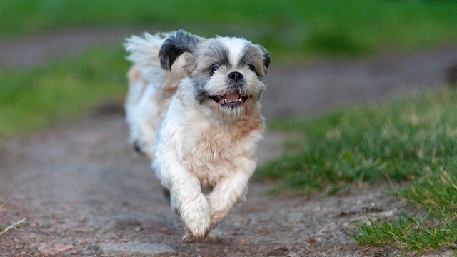 Shih Tzu Breed Guide 