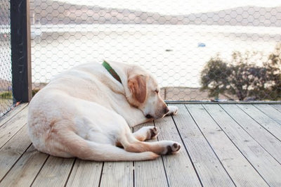 Should you add a Labrador to your family?