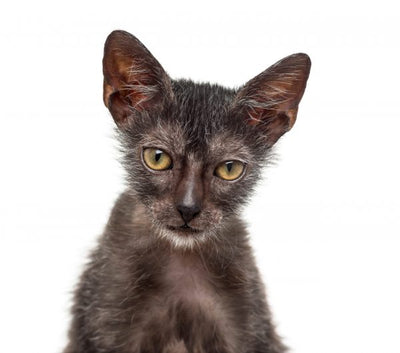 Get to know the Lykoi Cat - a.k.a. the Werewolf Cat