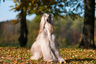 Are Afghan Hounds the right dog for you?