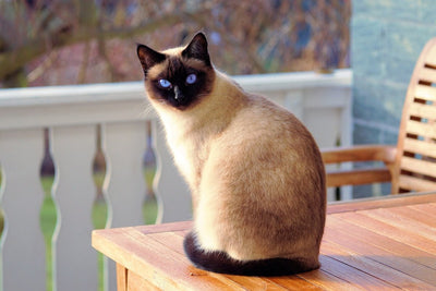 Siamese Cat Breed Guide