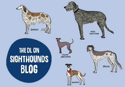 Sighthound Breeds Guide