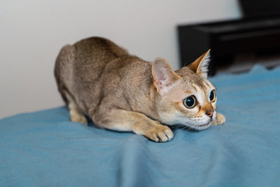 Singapura Cat Breed Guide