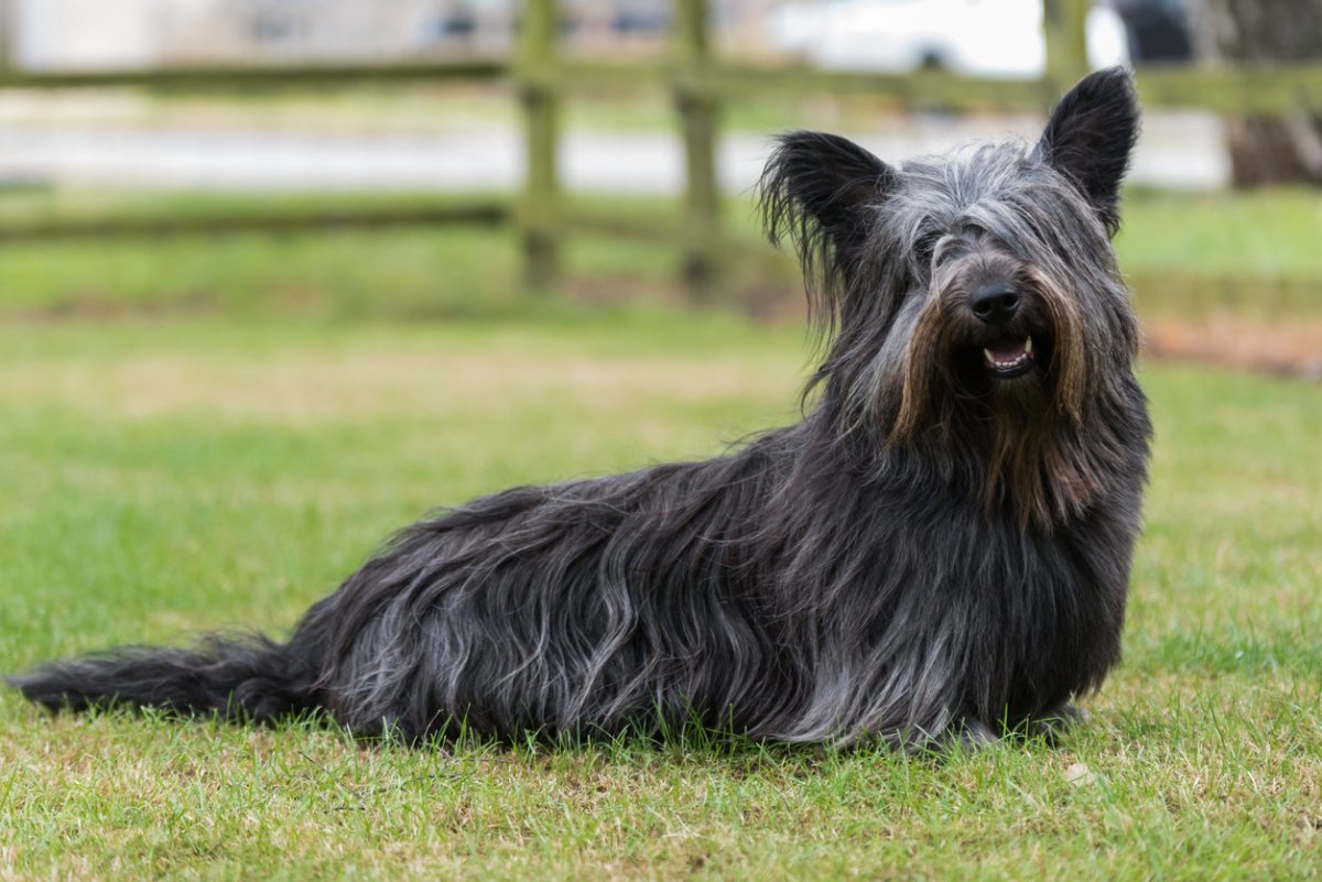 skye terrier outdoors