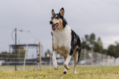 Smooth Collie Breed Guide