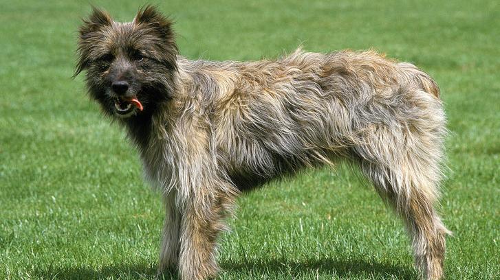 Smooth Faced Pyrenean Sheepdog