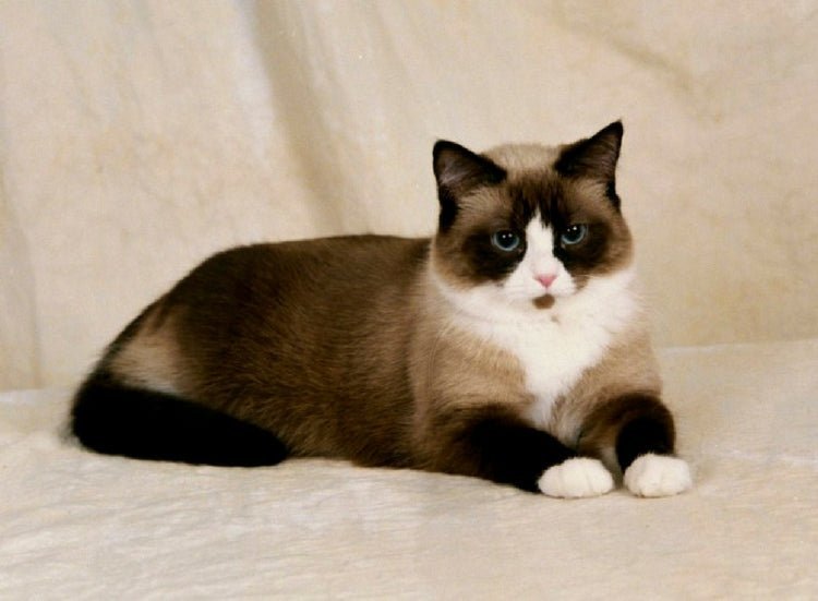 Breed Guide: Snowshoe Cat