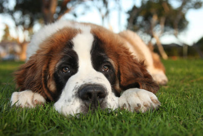 St. Bernard Breed Guide