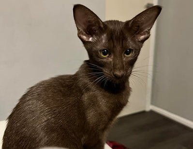 Black Suffolk kitten