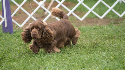 Sussex Spaniel Breed Guide