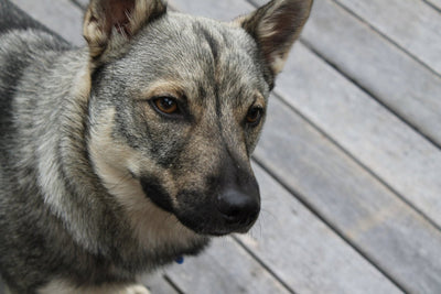 Swedish Vallhund Breed Guide