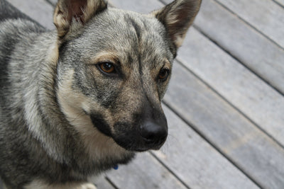 Swedish Vallhund Breed Guide