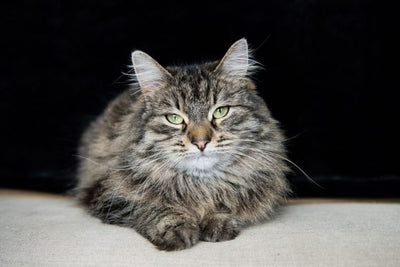 The Importance of Environmental Enrichment for House Cats