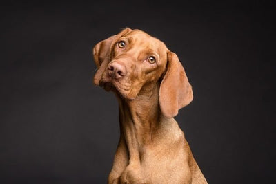 The Low Down on Gluten Free Dog Food