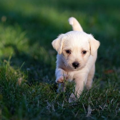 The Low Down on Puppy Vaccinations