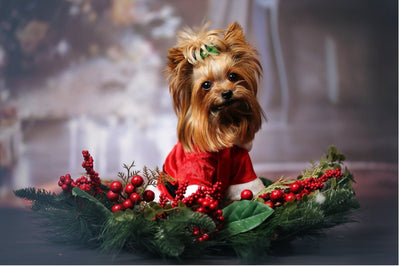 The Top 12 Dog Christmas Presents of 2022