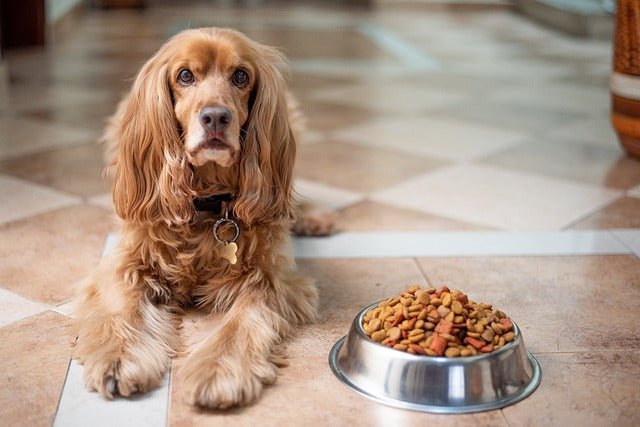 The truth about cold pressed Dog Food