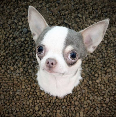 The Truth About Grain Free Dog Food: What’s Best for Your Pooch?