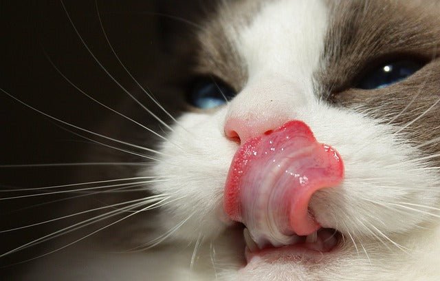 Ragdoll Cat licking face with tongue
