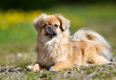Tibetan Spaniel Breed Guide