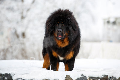 Tibetan Mastiff Breed Guide