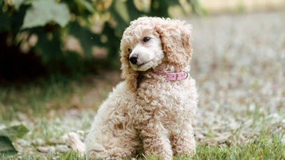 Toy Poodle Breed Guide