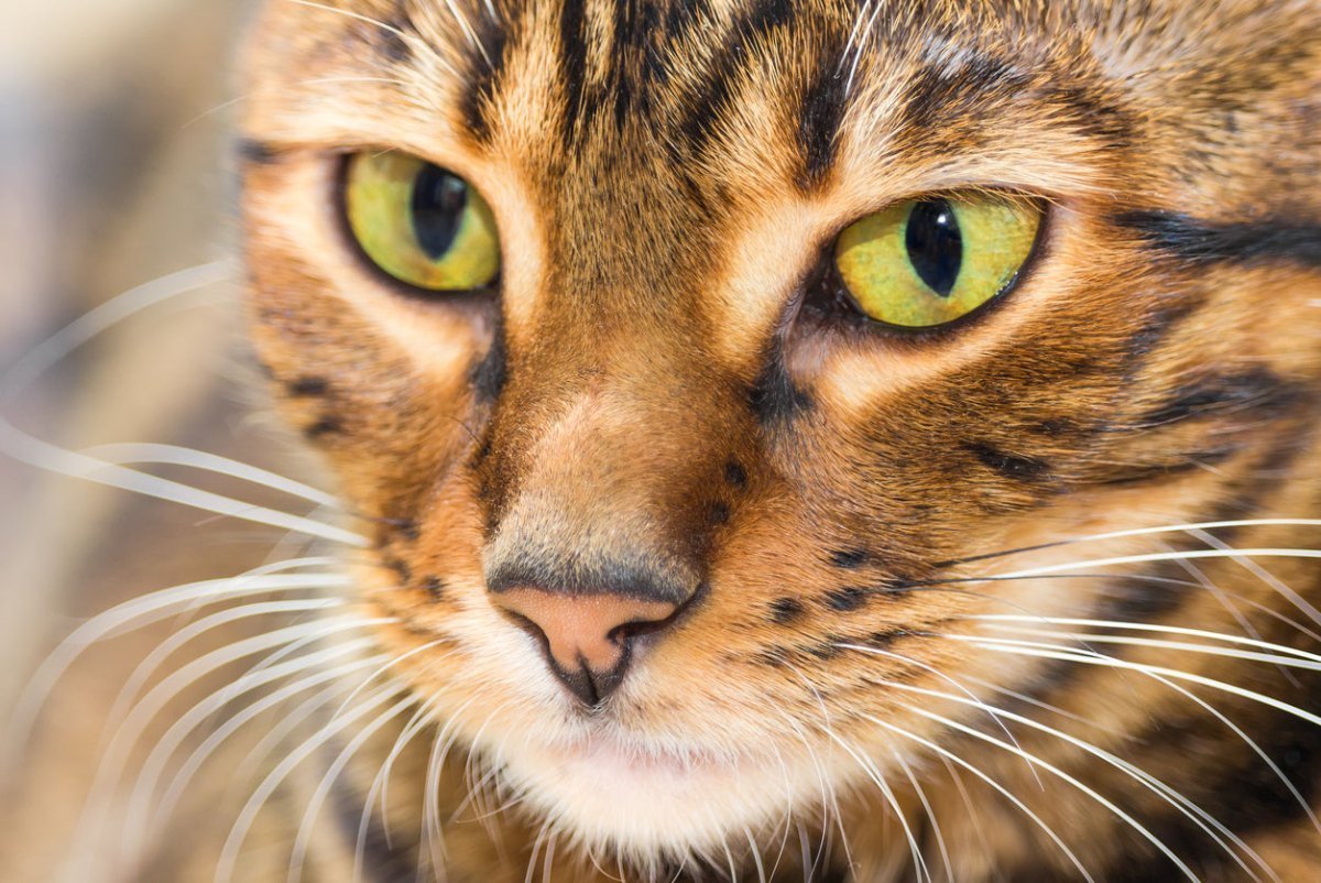 Close up of a Toyger cat