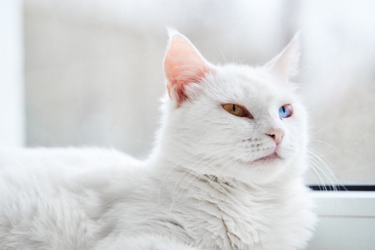 Turkish Angora cat