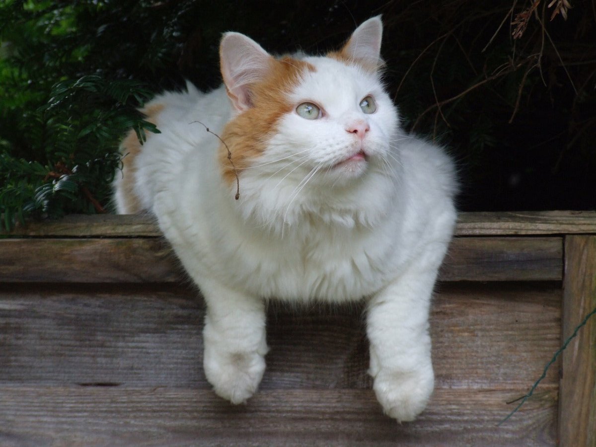 Turkish van cat outside