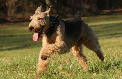 Welsh Terrier Breed Guide