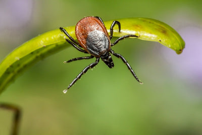 What Does a Tick on a Dog Look Like?