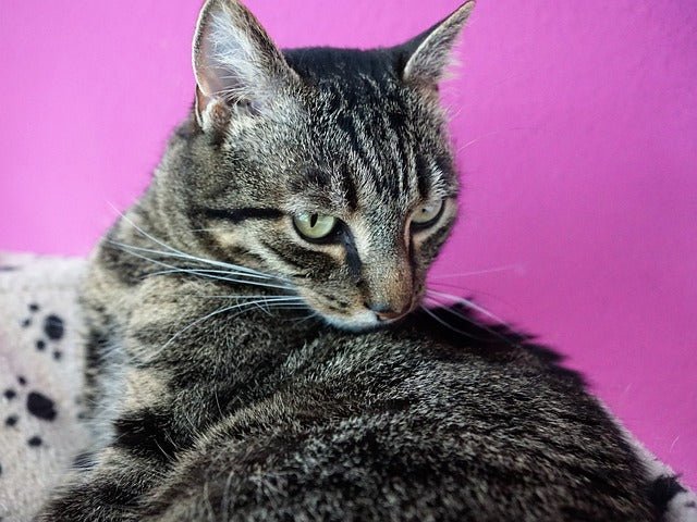 What noises do cats make?