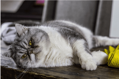 How Much Food to Give a Diabetic Adult Cat: Expert Feeding Guide