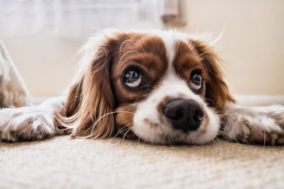 What to Do When You Can’t Walk Your Dog