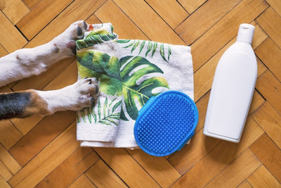 When Can You Bathe a Puppy?